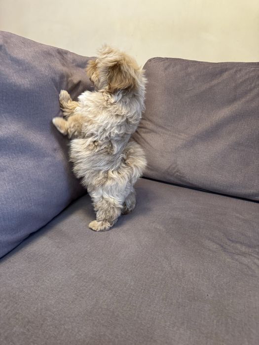 ‼️Кукольный мини мальчик мальтипу f1‼️