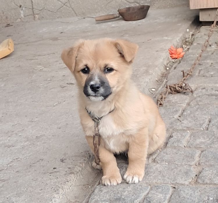 Маленький собака