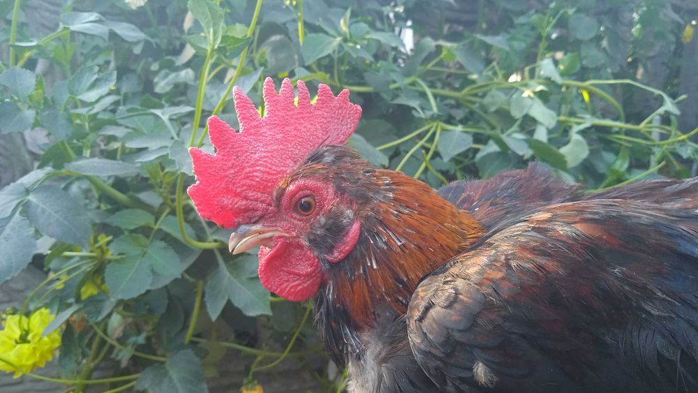 Карликові молоді півні