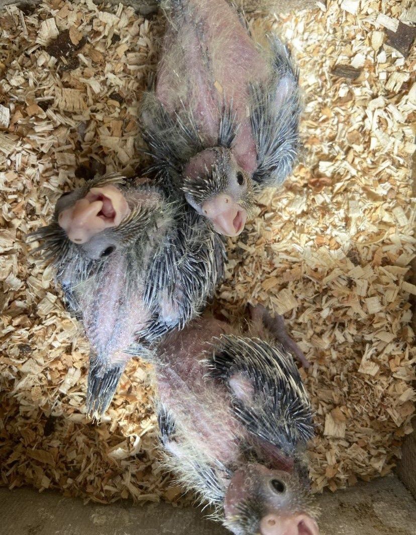 Caturras bebés anilhadas