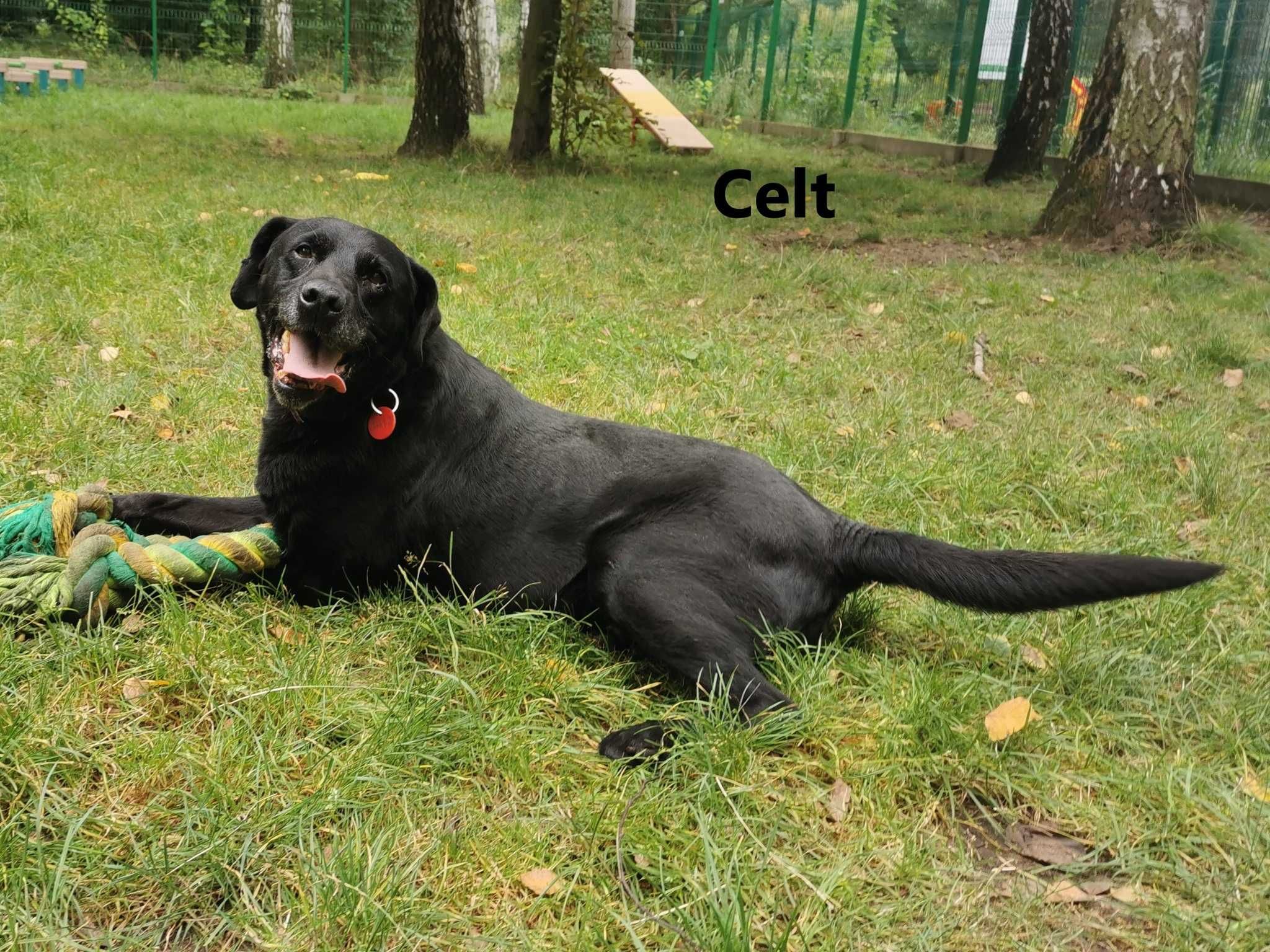 Celt w typie labrador-retrievera - schronisko