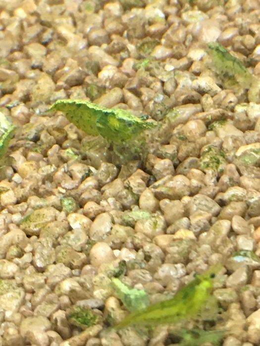 Krewetki green jade