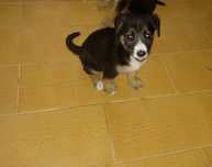 Cachorra fêmea bebê