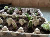 Zestaw 10 szt - kaktusy i sukulenty las w szkle