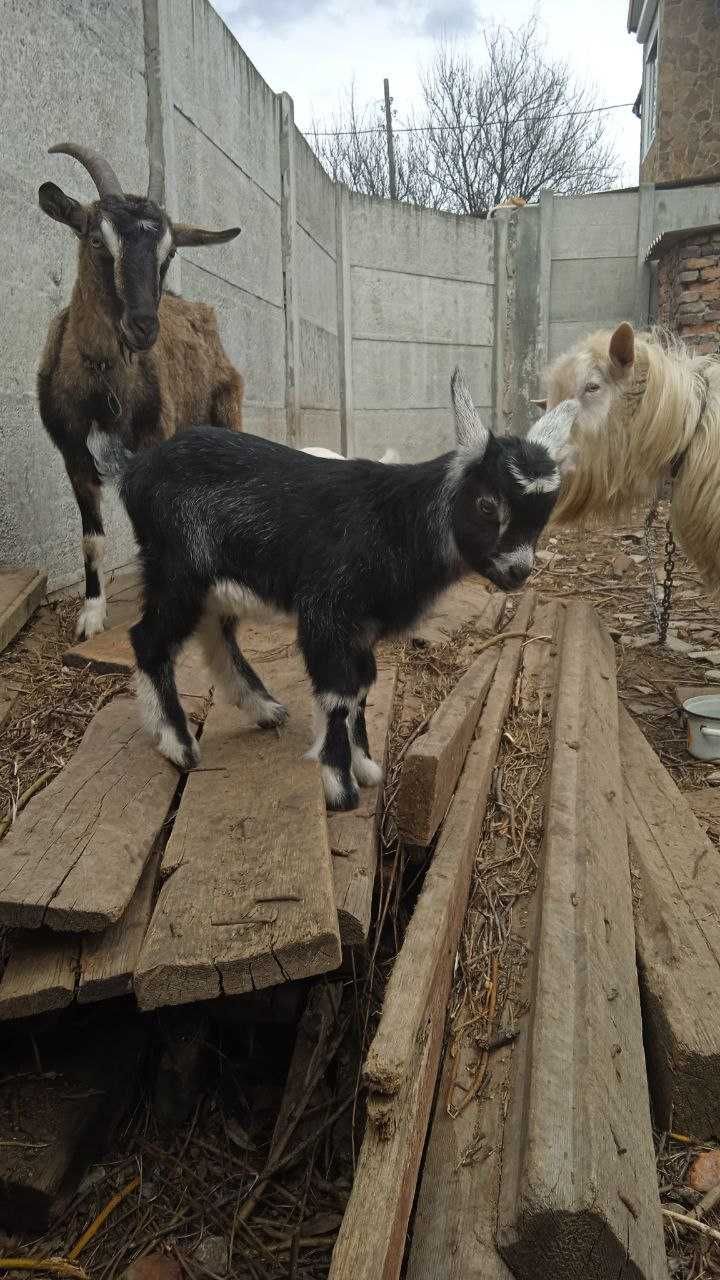 Продам козлят, недорого