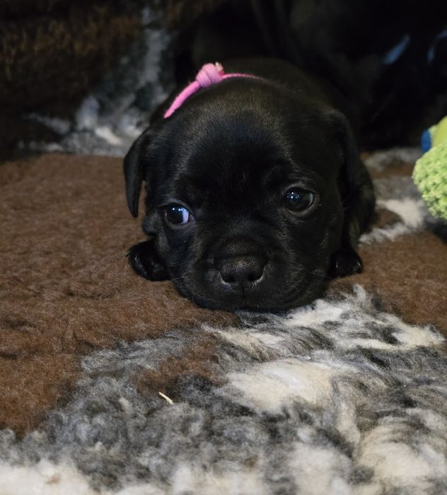 Staffordshire bull terrier , Staffik