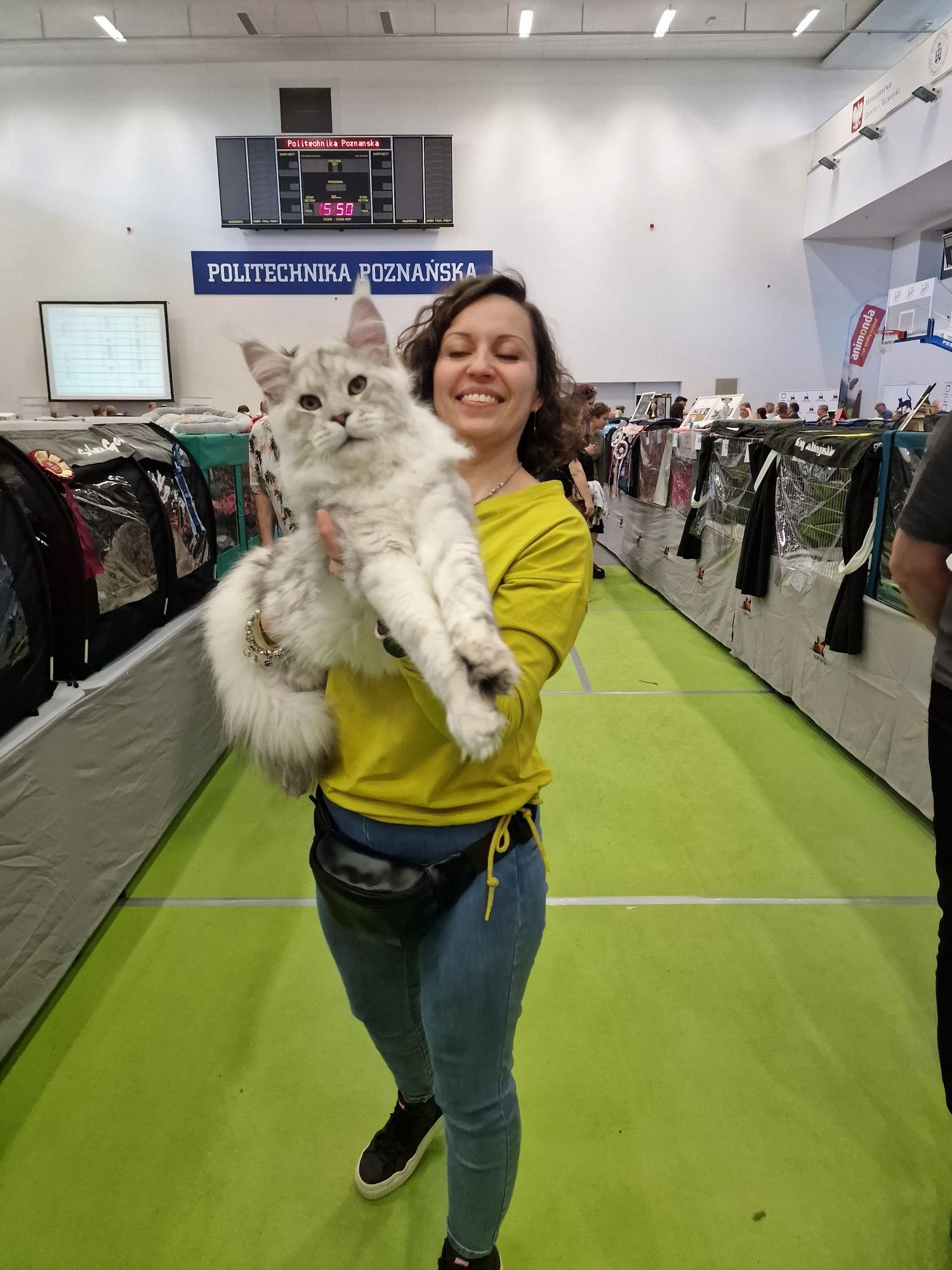 maine coon od behawiorysty kotka srebrna ns23 po championie shaded lin