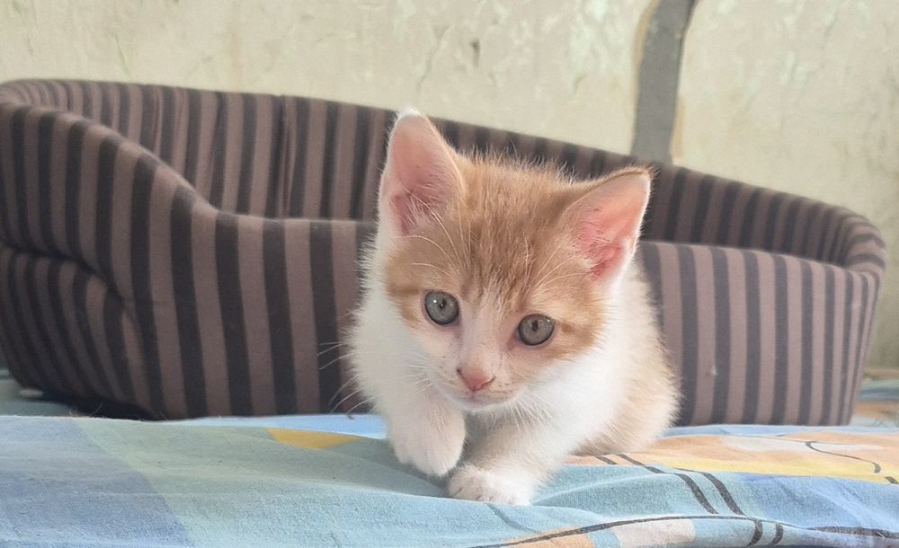 Кошенята-хлопчики у пошуку родин