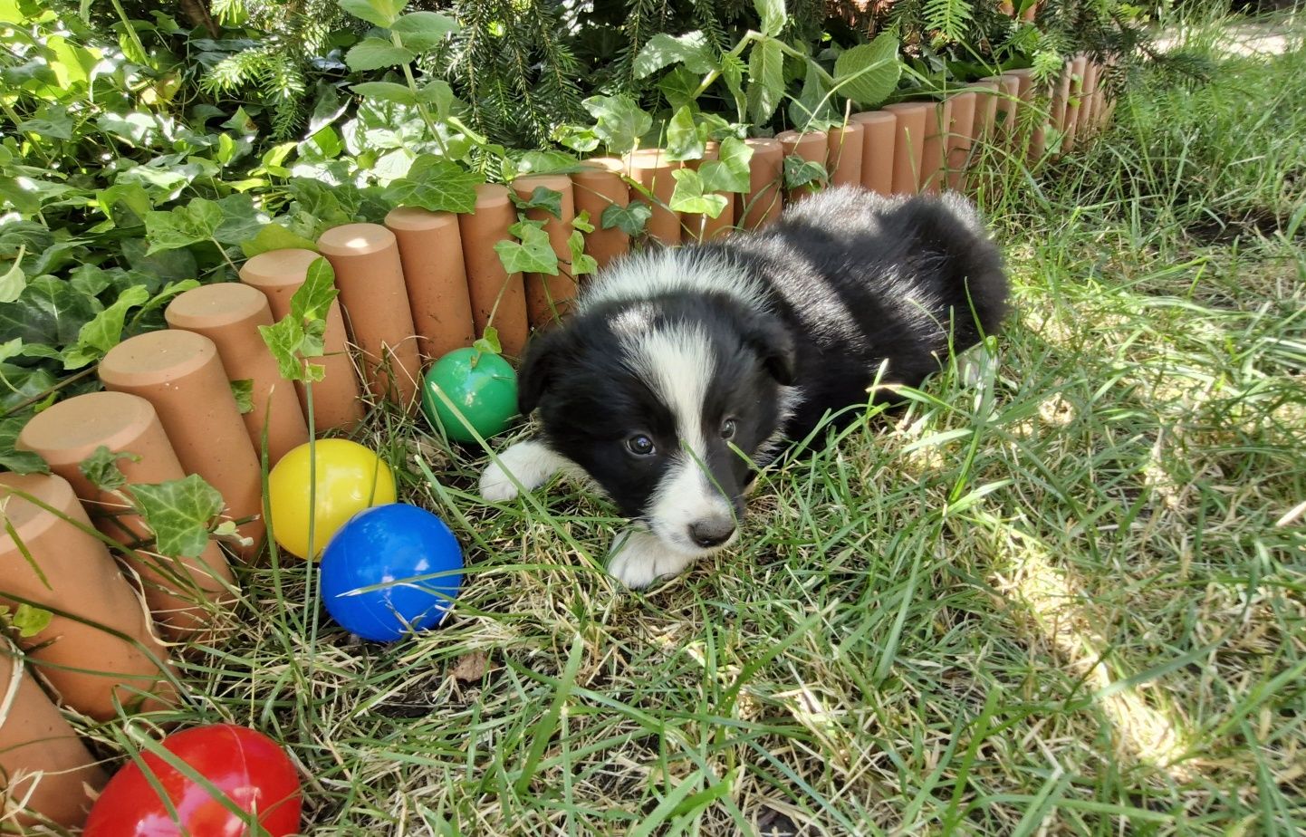 Border Collie piesek czarno biały