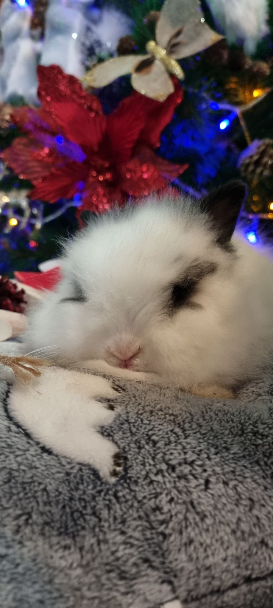 Coelho anao mini lion, mini holandes e mini lop