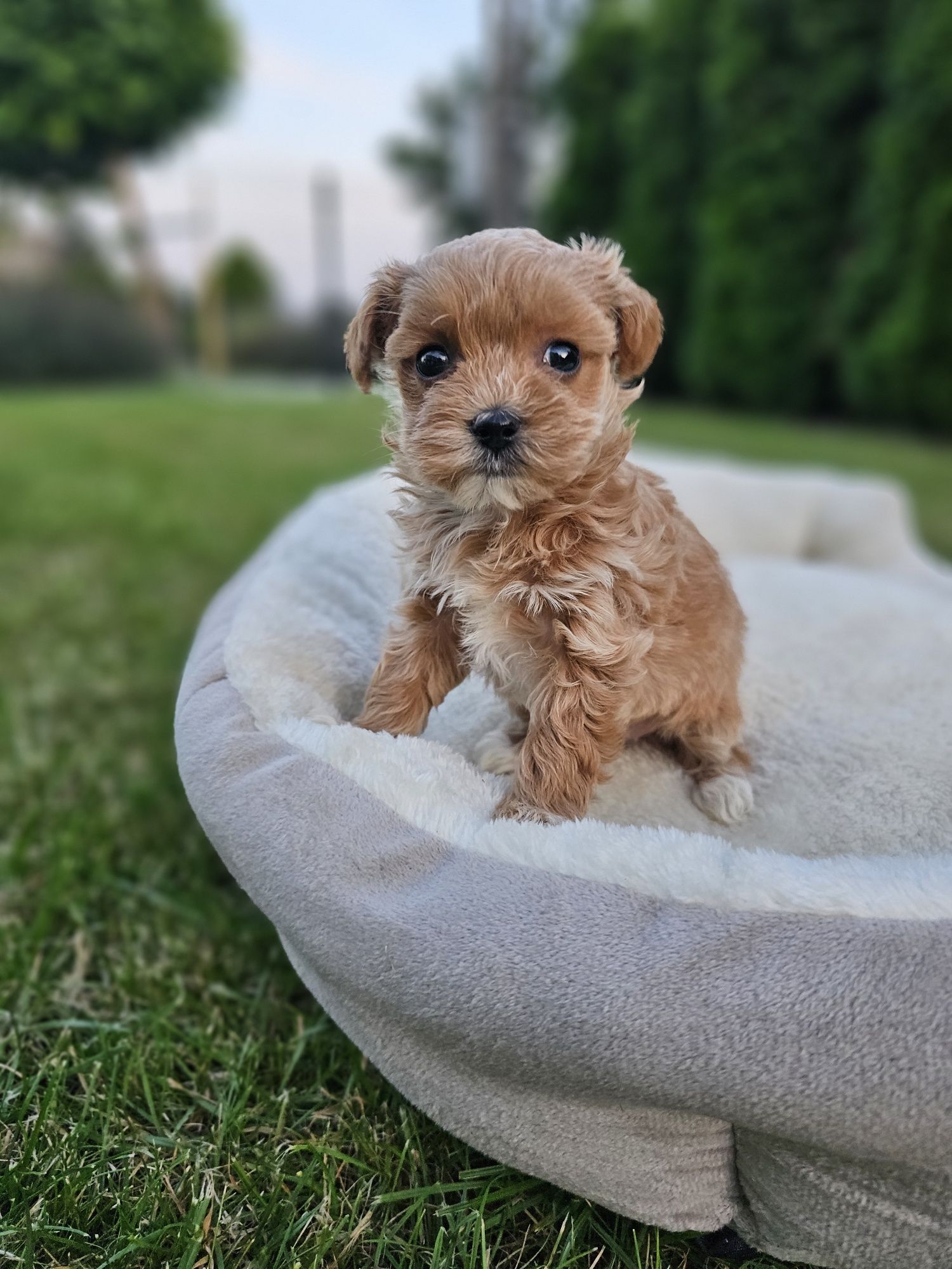 Bardzo Ciemna Dziewczynka Maltipoo Miniaturka