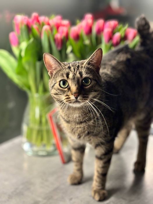 Kocur / kot w dobre ręce