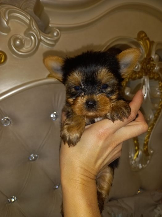 Мальчики и девочки Йорки мини