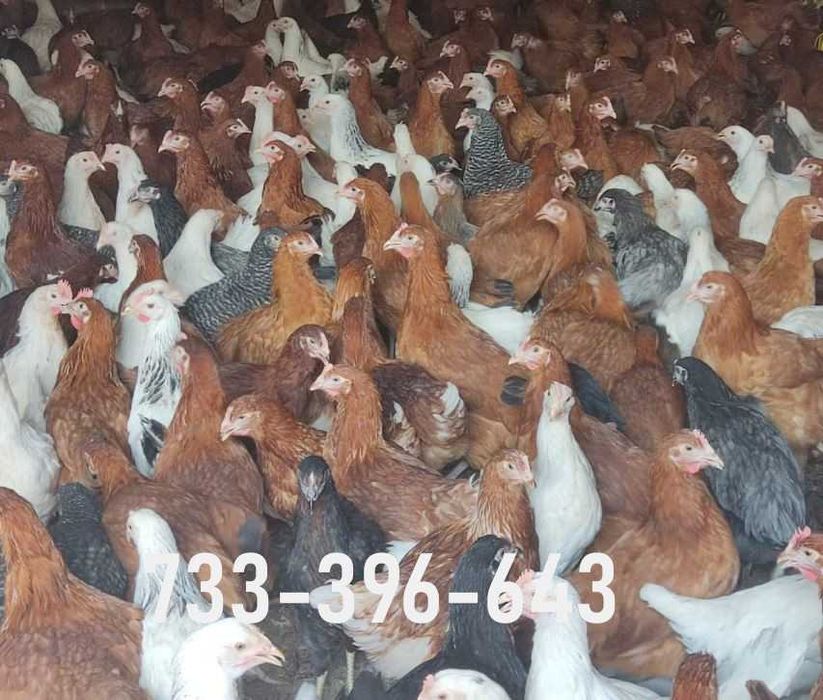 Kury Nioski Lohmann Brown Sandy Rosa Leghorn Dominant Greenshell