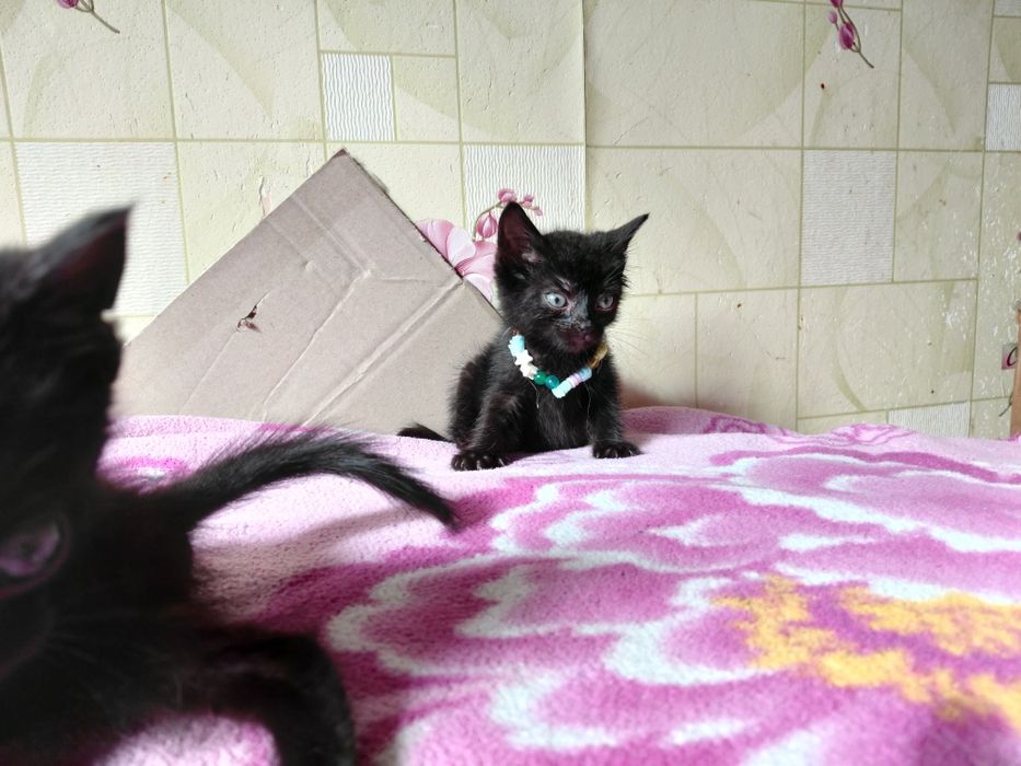 Котята в добрые руки!