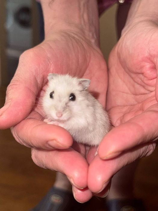 Джунгарські хом'ячки.