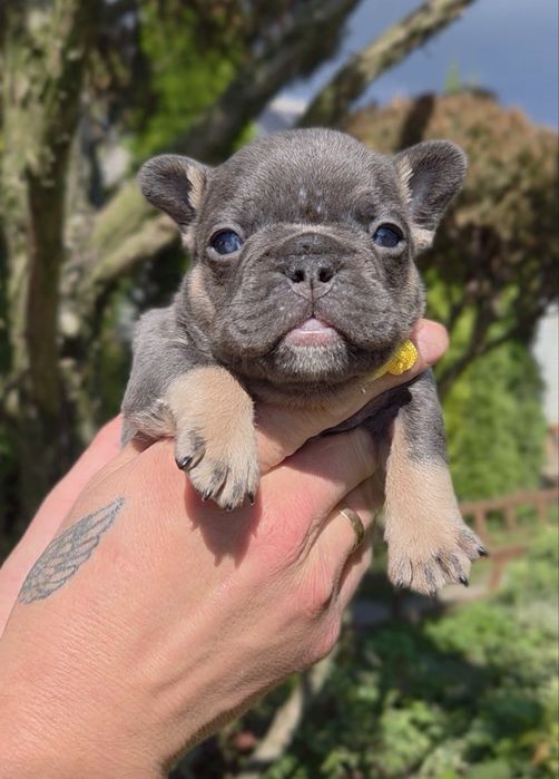 Мини французики в Киеве