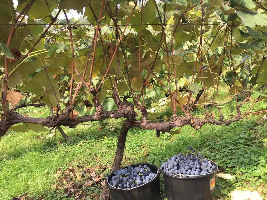 Смачний виноградний сік