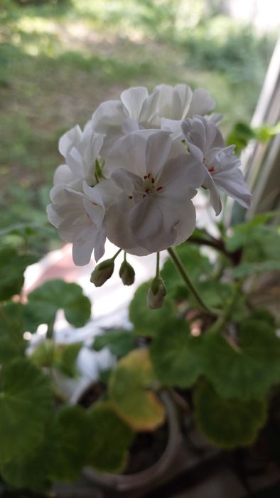 Пеларгонія, герань, живці, 5 шт 100 грн