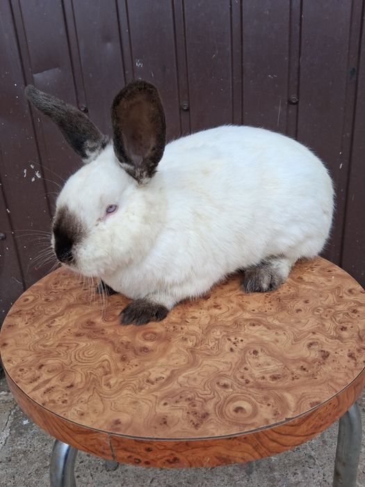 Samiec kalifornijski