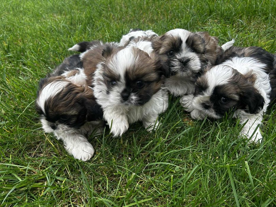 Piekne Shih Tzu.