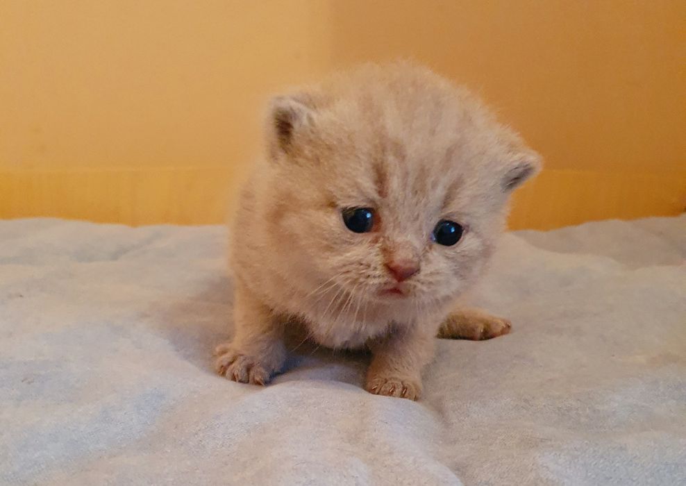 Liliowy kocurek brytyjski