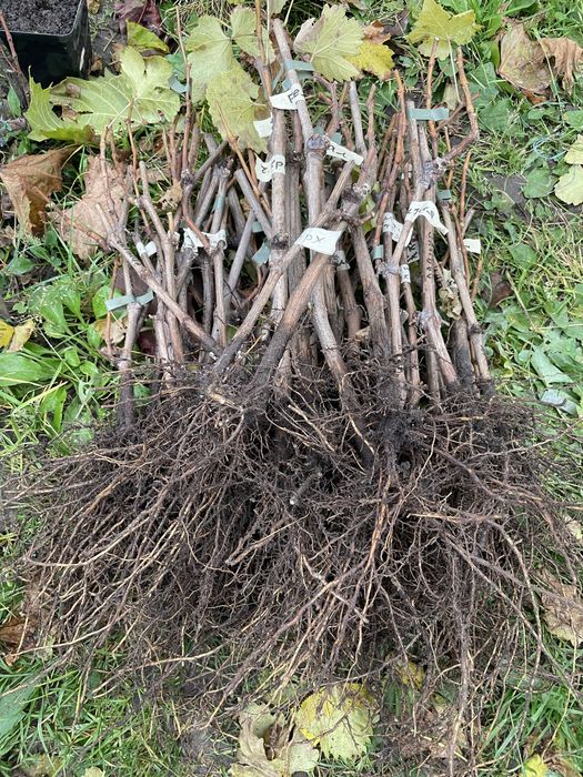 Саджанці та Черенки винограда