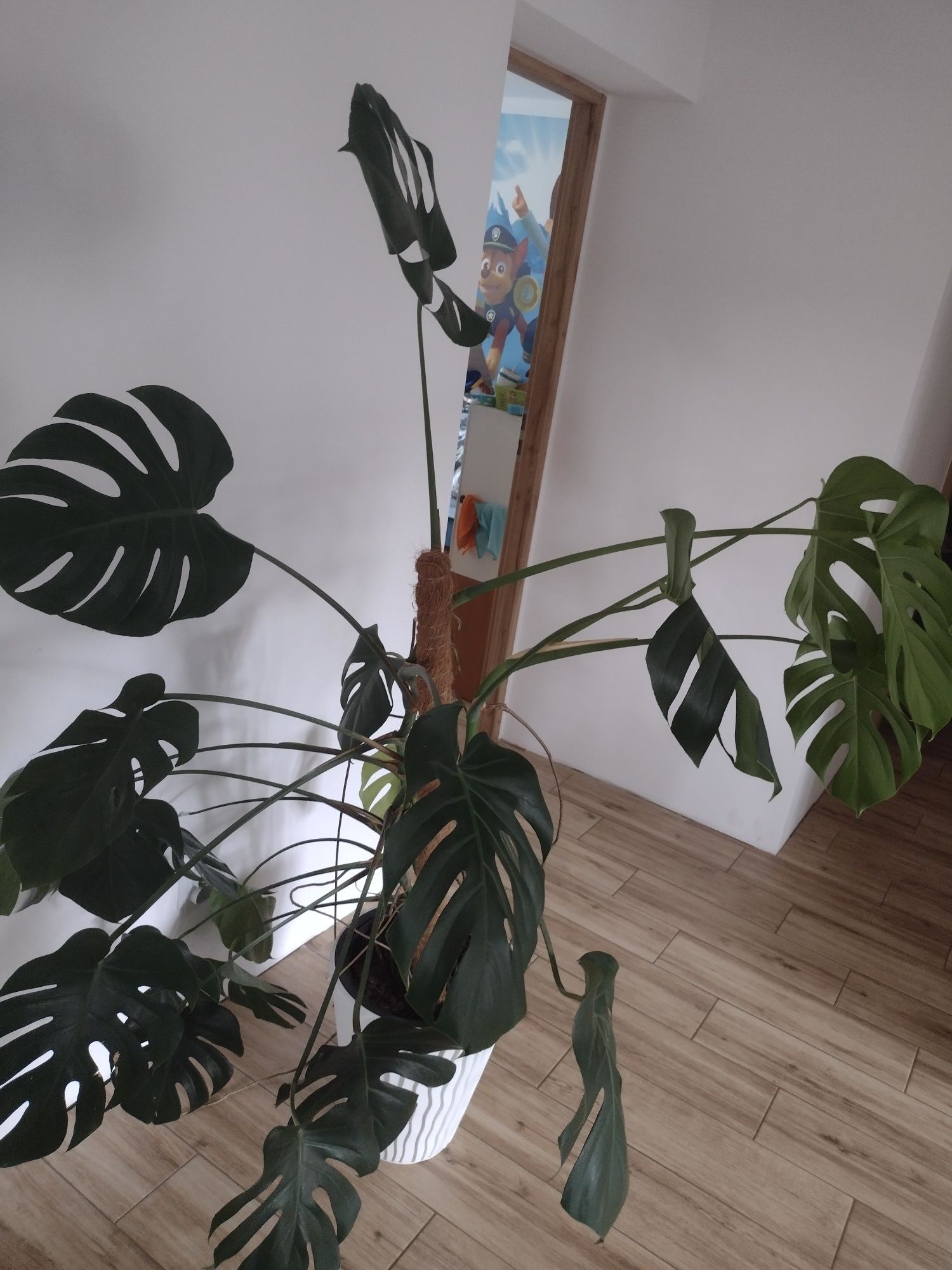 Monstera duża zdrowa