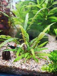 Roślina akwariowa Hygrophila pinnatifida