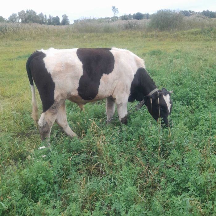 продам бика, теля