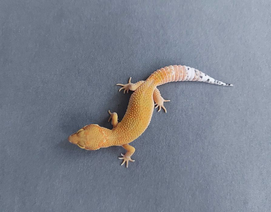 Gekon lamparci - samica