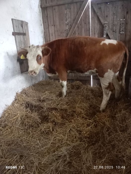 Jałówka jałówki simental cielna. Cielaki