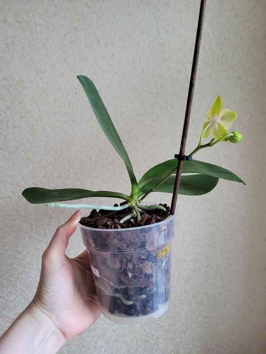 Орхідея. Phal. Yaphon Green Batman метелик. Квітне.