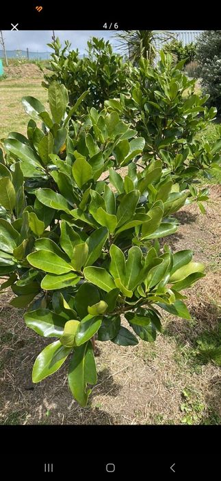 realizo pequenos serviços de jardinagem