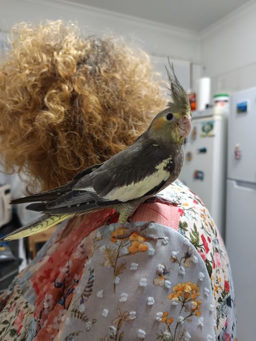 Caturras domesticada que fala