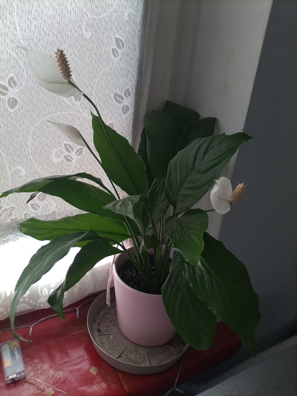 Lilia pokojowa kwiat