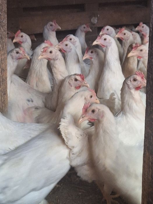 Kury sendi z pierwszym jajkiem