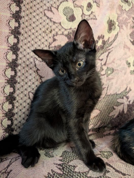 Отдам Котят в хорошие руки