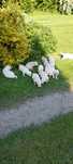 Golden retriever  /piesek