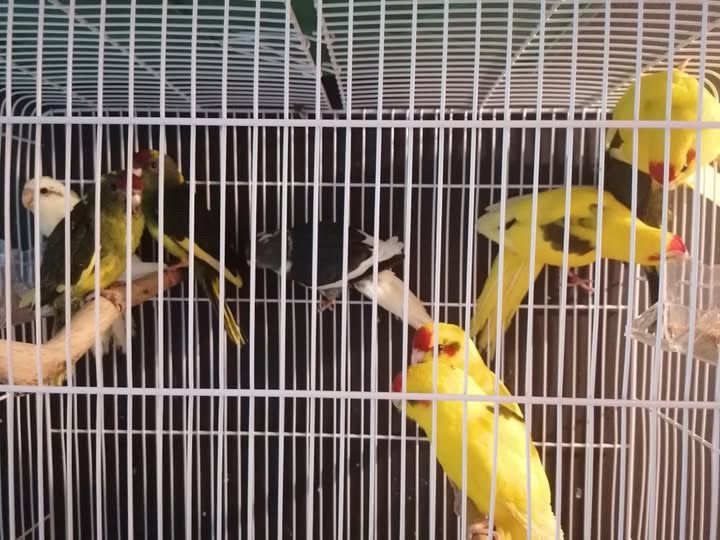 Cedo varias aves