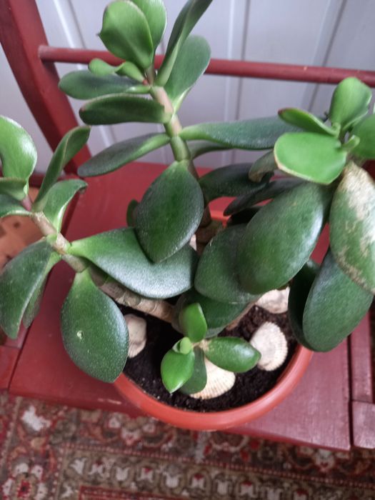 ХЛОРОФИТУМ .Денежное дерево," тещин язык"