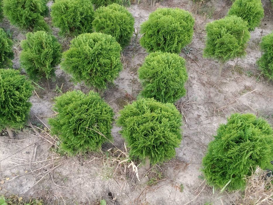 Tuja Danica śred 35-40 cm kula , Kraków , juta