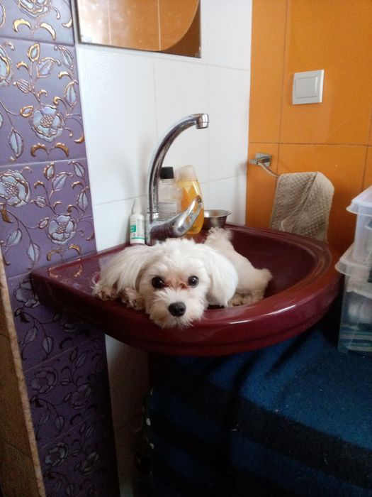 В Запорожье Передержка  для животных..Правый берег.