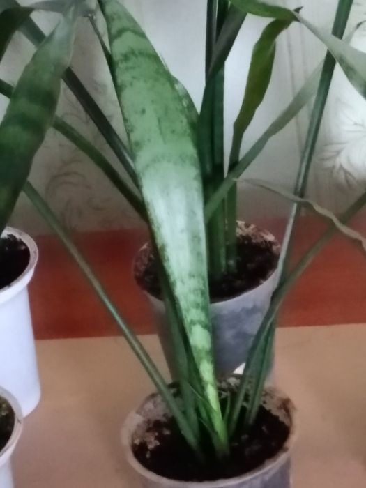 Вазон ,, сансав'єра тєщин язик ''.