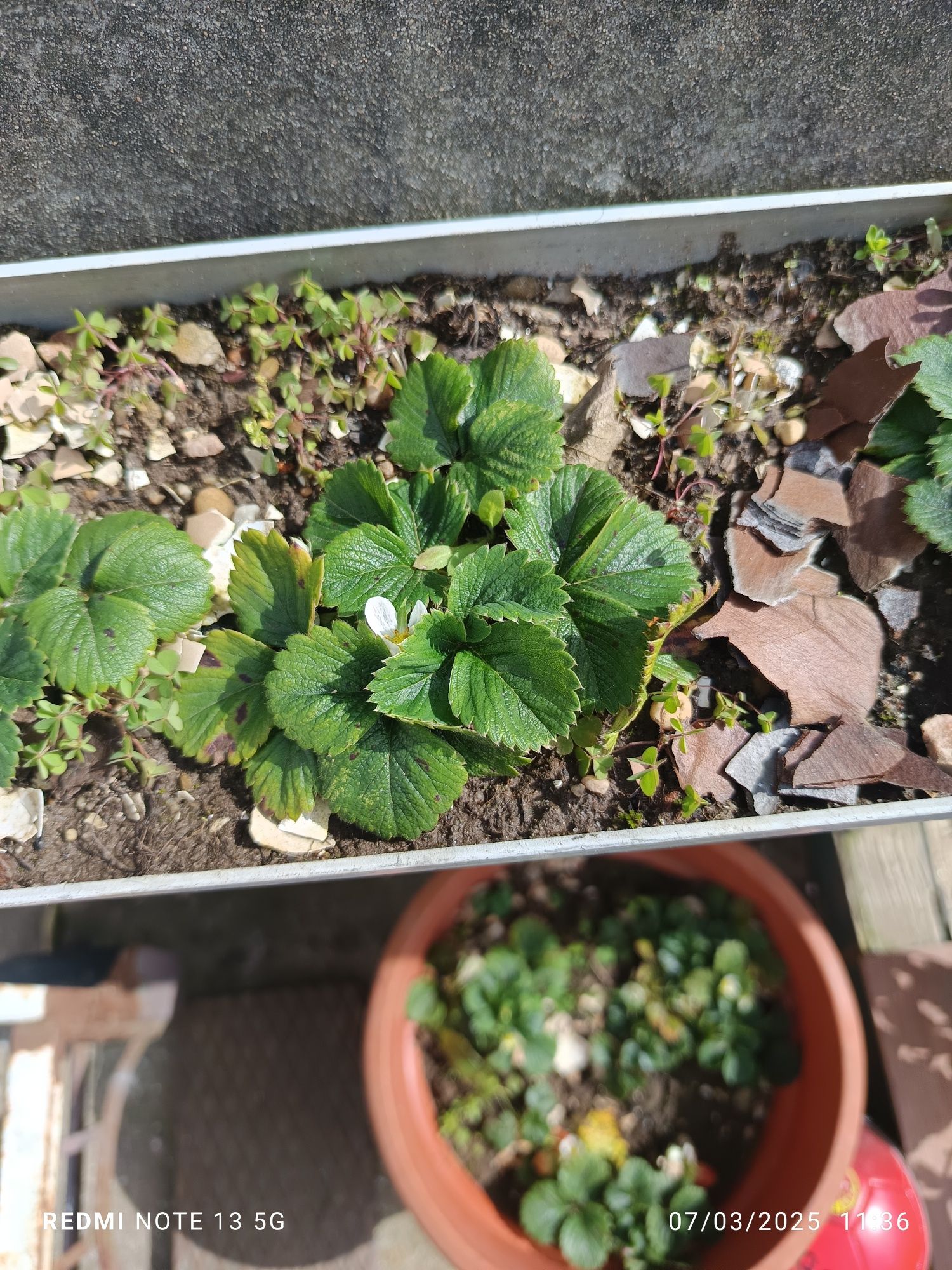 Pés de morangos para plantar