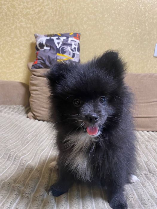 Продам Малышей Шпицов