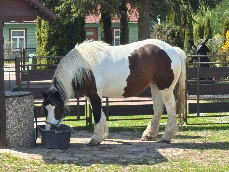 Klacz Srokata, spokojna