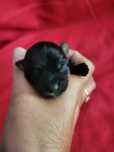 Yorkshire terrier suczka