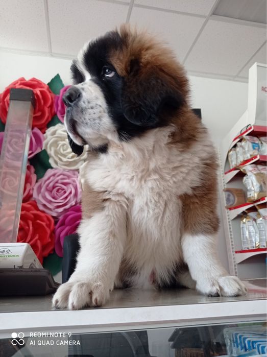 Продаються Цуценята сенбернара