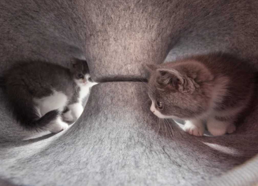 legowisko dla kota , tunel